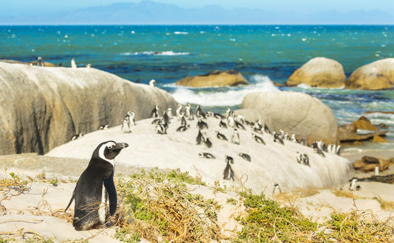 penguins beach