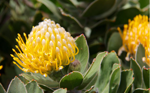 protea flower