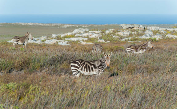 zebras coastal landscape