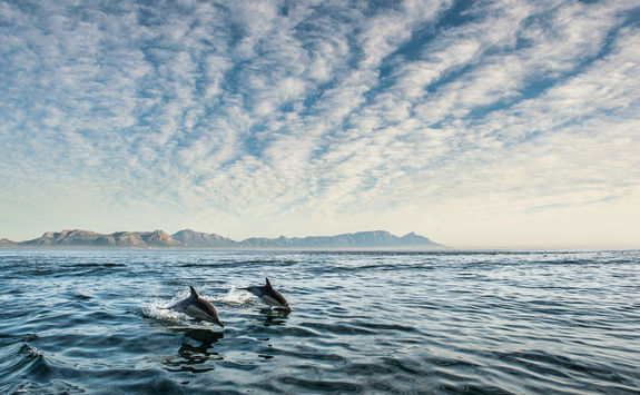 dolphins