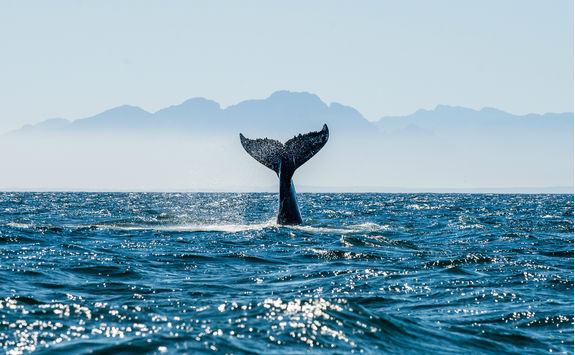 whale tail
