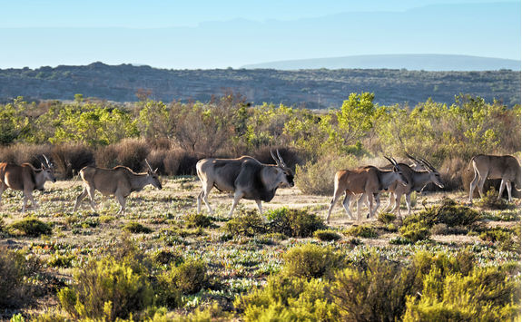 herd of eland