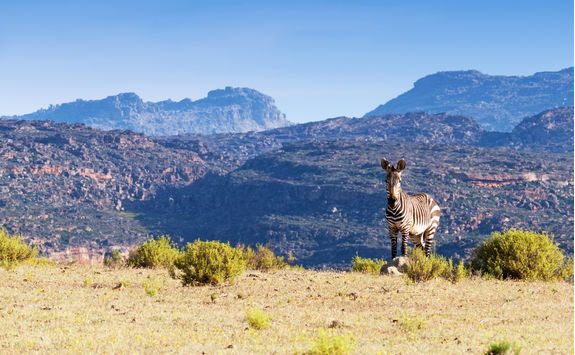zebra mountain