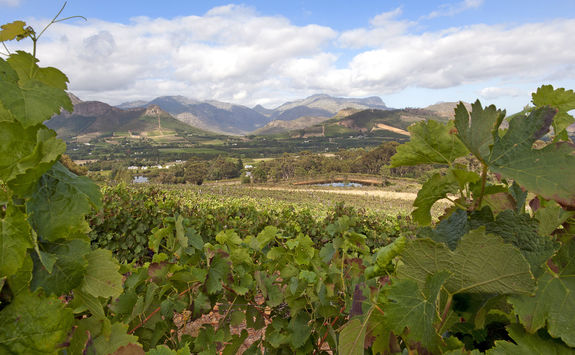 view through vines