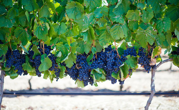 grape branches