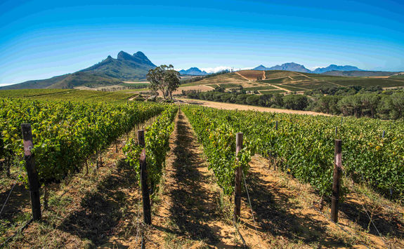 cape winelands Franschhoek.