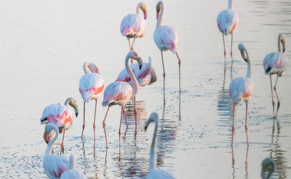 Donana national park flamingos