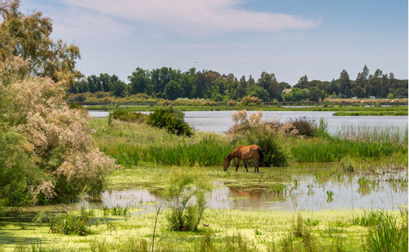 Donana National Park horse
