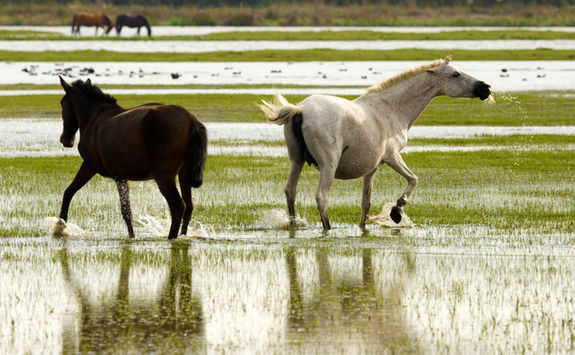 Donana national park horses