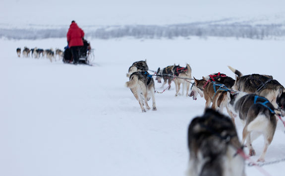 Dog mushing, Sweden