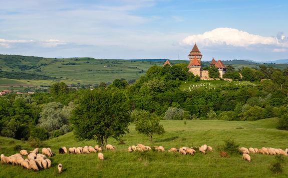 Viscri church