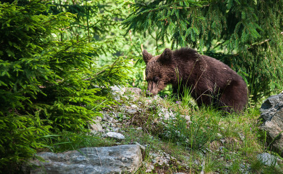 Bear, Romania