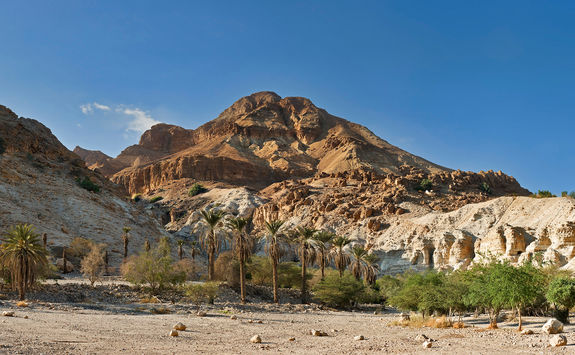 Ein Gedi Negev Israel