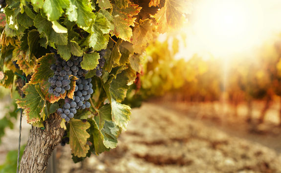 Vineyard in Golan Heights area
