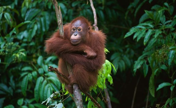 orangutan