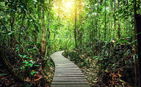 passage through rainforest