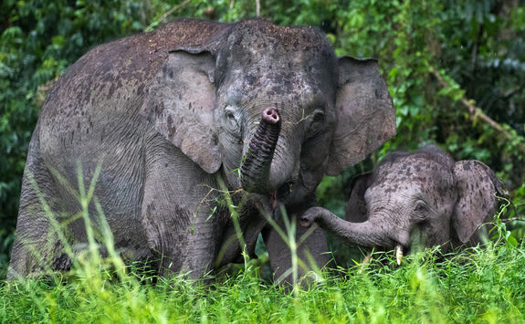 pygmy elephants