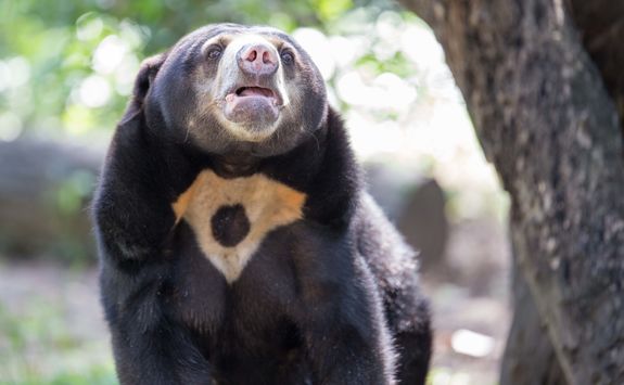 sun bear