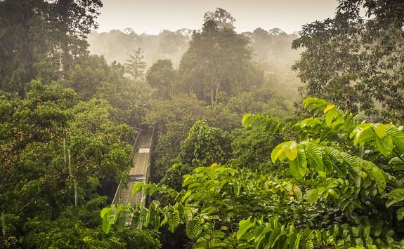 jungle tree top path