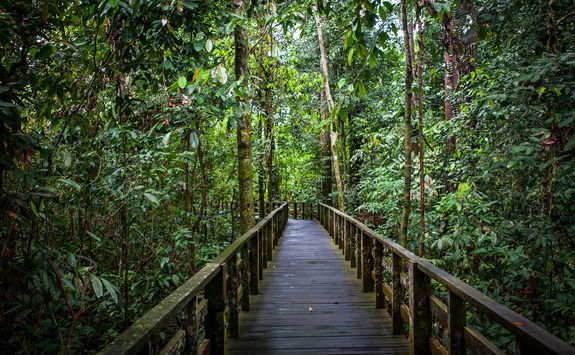 jungle walkway