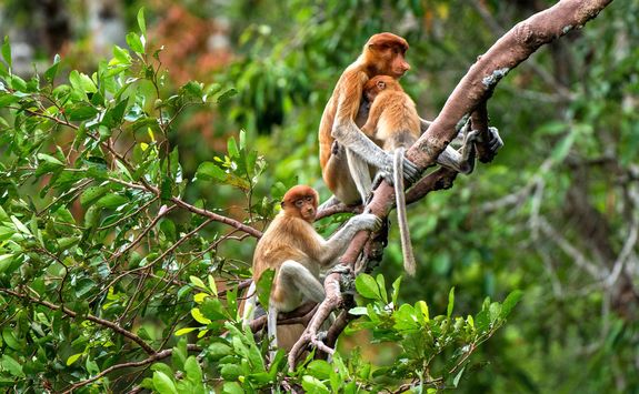 proboscis monkeys