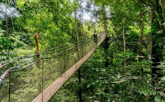 canopy walk