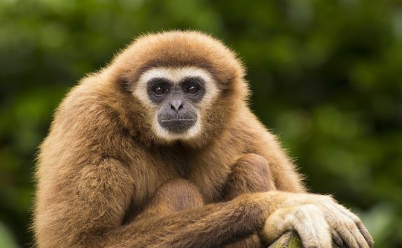 gibbon
