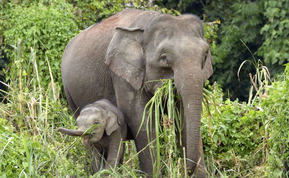 mother and baby elephant