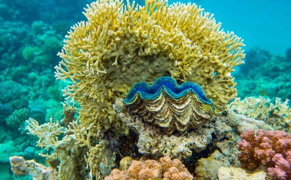 giant clam