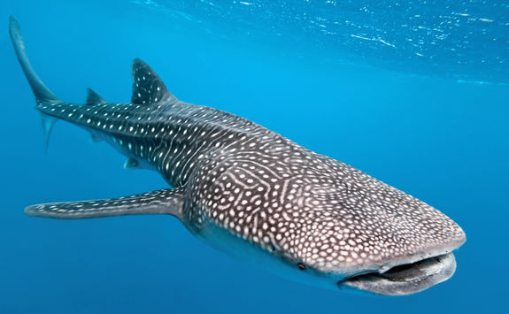 whale shark