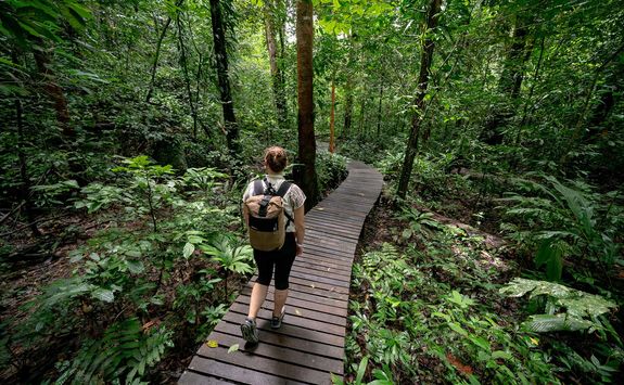 jungle walk