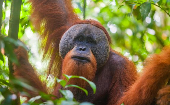 orangutan