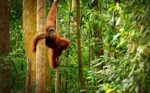 orangutan in the trees