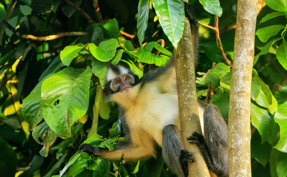 thomas leaf monkey