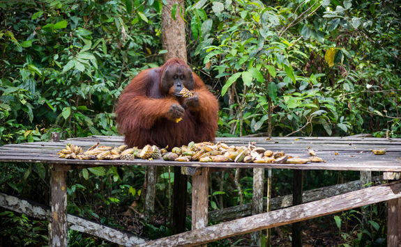 orangutan feeding platform