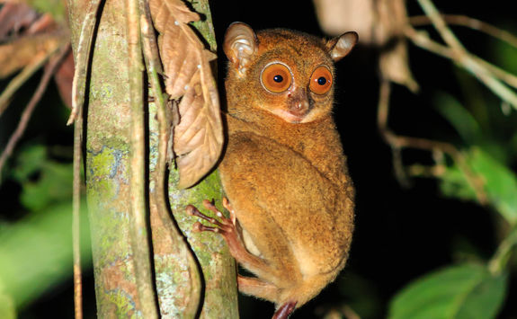 tarsier at night