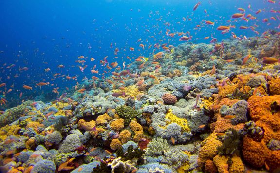 coral reef komodo national park