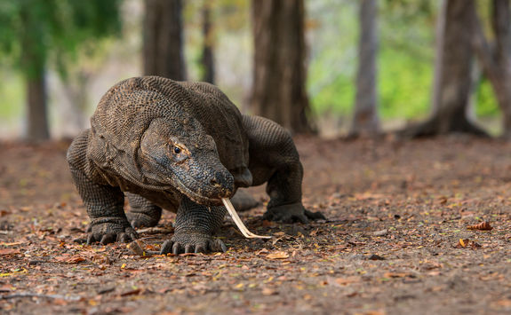 komodo dragon