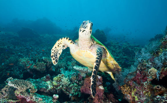 turtle