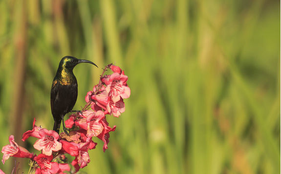 bronze sunbird plant