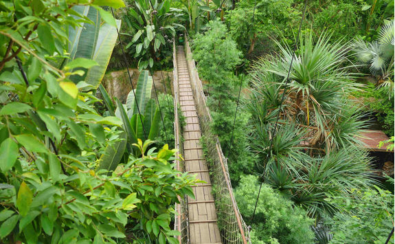 canopy walk rainforest
