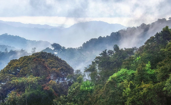 rainforest byungwe national park