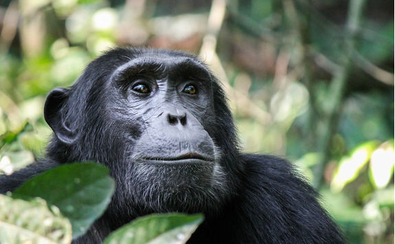 rwenzori mountains chimpanzee