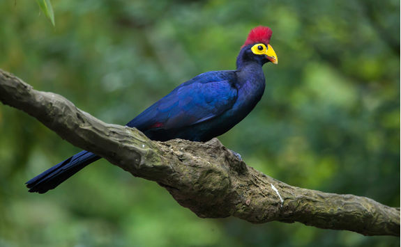 bird ross's_turaco