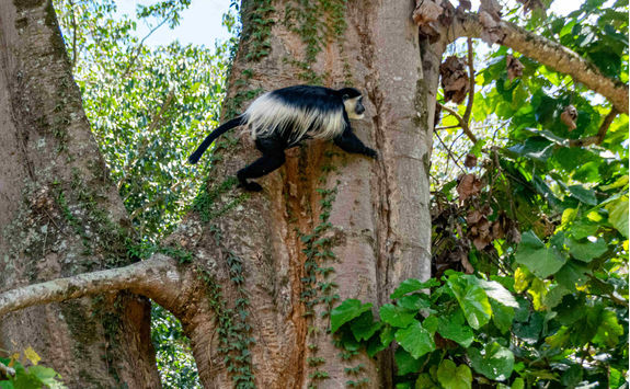 black white colbus monkey