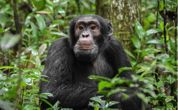 close up chimpanzee