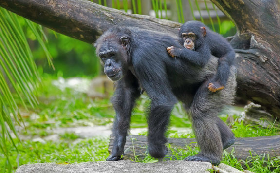 mother baby chimps