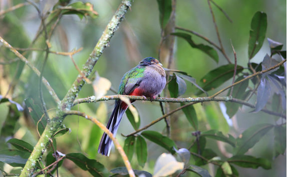 bird narina trogon