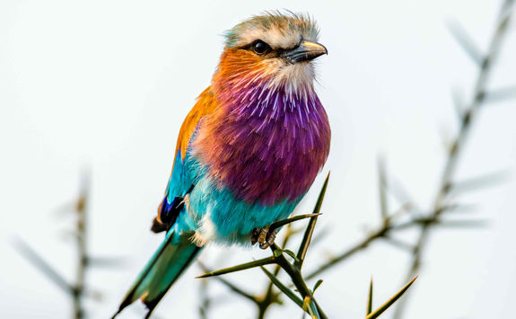 coracias caudtus bird