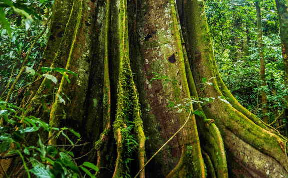 rainforest tree moss